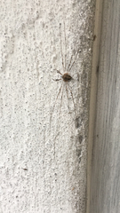 Dicranopalpus ramosus