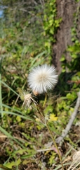 Sonchus arvensis arvensis