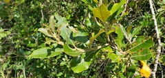 Salix hookeriana