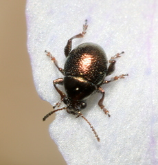 Eumolpinae