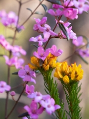 Boronia ledifolia