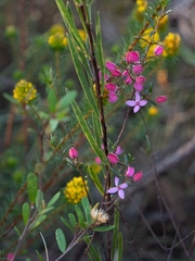 Boronia ledifolia