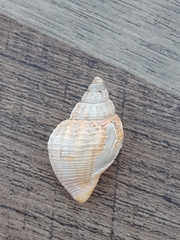 Buccinum undatum