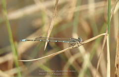 Austrolestes aridus