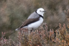 Epthianura albifrons