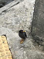 Acridotheres javanicus