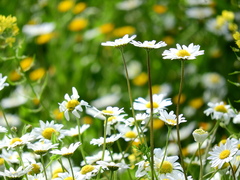Anthemis chia