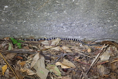 Bungarus multicinctus