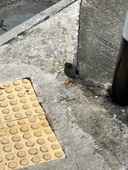 Acridotheres javanicus