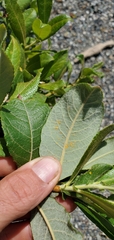 Salix hookeriana