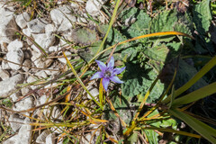 Gentianella anisodonta
