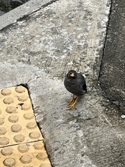 Acridotheres javanicus