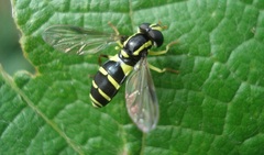 Xanthogramma pedissequum