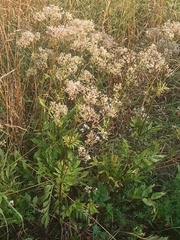Valeriana officinalis