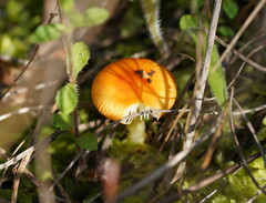 Amanita xanthocephala