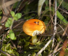 Amanita xanthocephala