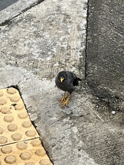 Acridotheres javanicus