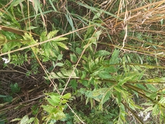 Valeriana officinalis