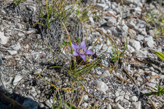 Gentianella anisodonta