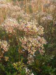 Valeriana officinalis