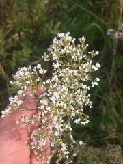 Valeriana officinalis