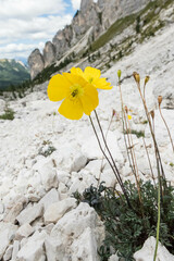 Papaver alpinum