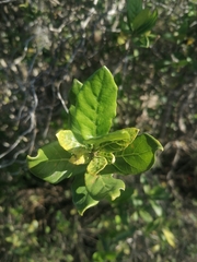 Burchellia bubalina