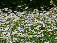 Anthemis chia