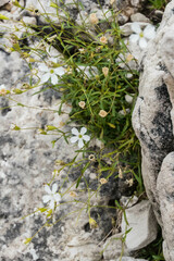 Heliosperma pusillum