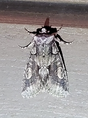 Allophyes oxyacanthae