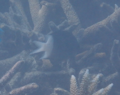 Acanthochromis polyacanthus