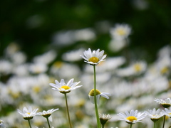 Anthemis chia