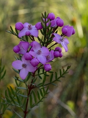 Boronia pinnata
