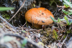 Lactarius porniniae