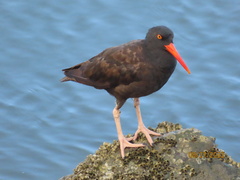 Haematopus bachmani