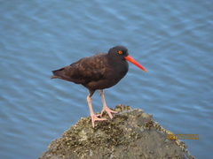 Haematopus bachmani