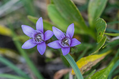Gentianella germanica
