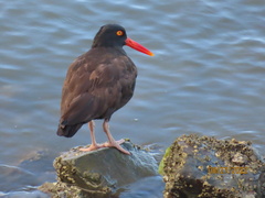 Haematopus bachmani
