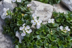 Noccaea rotundifolia