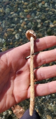 Battarrea phalloides