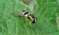 Xanthogramma pedissequum