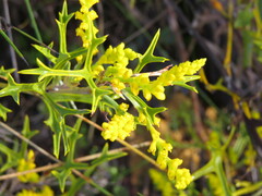 Synaphea