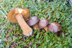 Suillus plorans