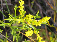 Synaphea