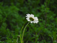Anthemis chia