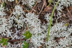 Cladonia arbuscula