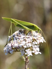Phaneroptera falcata