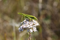 Phaneroptera falcata