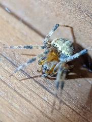 Neoscona domiciliorum