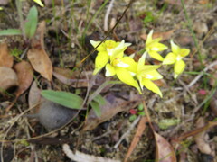 Caladenia flava flava